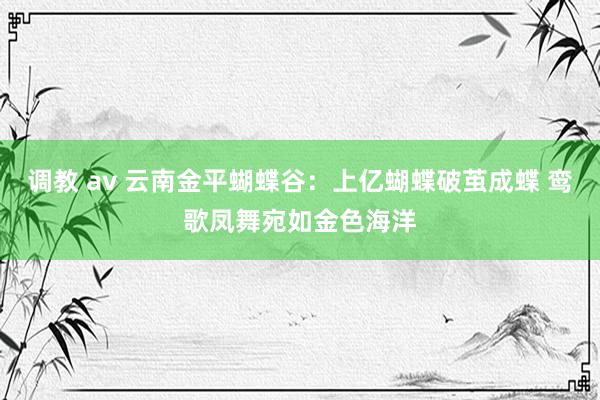 调教 av 云南金平蝴蝶谷:上亿蝴蝶破茧成蝶 鸾歌凤舞宛如金色海洋