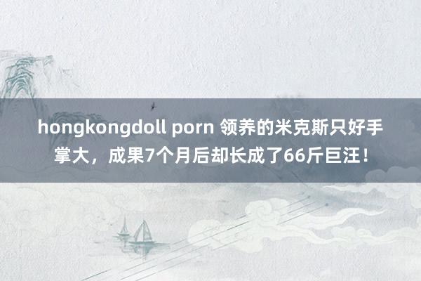 hongkongdoll porn 领养的米克斯只好手掌大，成果7个月后却长成了66斤巨汪！